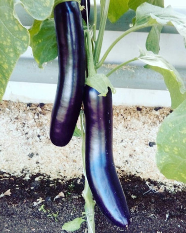 Баклажан Меч самурая (поиск) 0,25гр