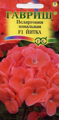 Пеларгония Йитка F1 (г) 4шт