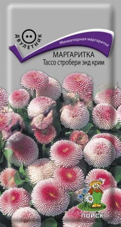 Маргаритка Тассо стробери энд крим (поиск) 20шт