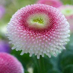 Маргаритка Тассо стробери энд крим (поиск) 20шт