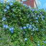 Ипомея Тиффани (поиск) 10шт