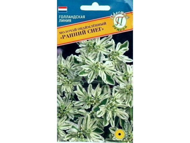Молочай Ранний снег (престиж) 10 шт