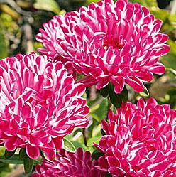 Астра низкорослая Контрастер ред (поиск) 0,1гр