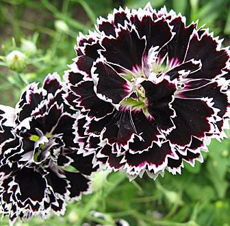 Гвоздика Геддевика черная с белой каймой (поиск) 0,04г