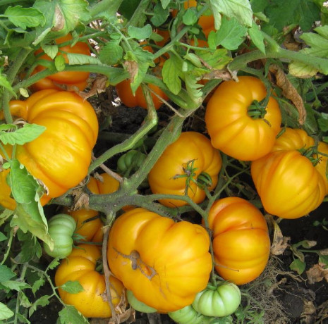 Томат Бизон желтый (поиск) 10шт