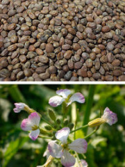 Редька масличная 0,5кг (фас.)