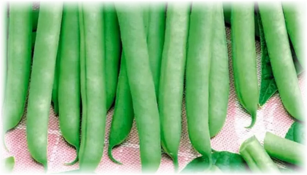 Фасоль Сакса без волокна 615 (нк) 5г