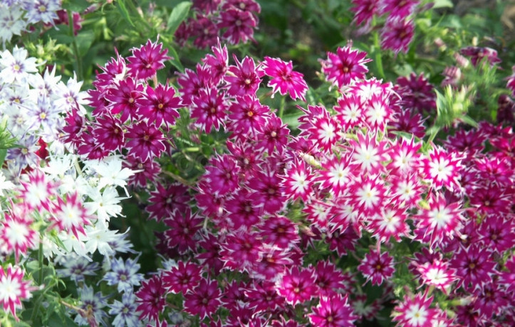 Флокс Звездная смесь (поиск) 0,2гр