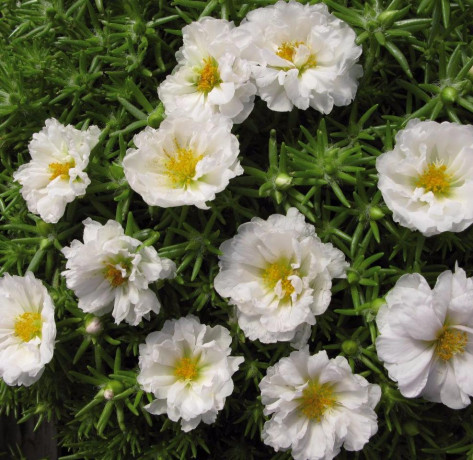 Портулак Солнечная страна белый (поиск) 0,1гр