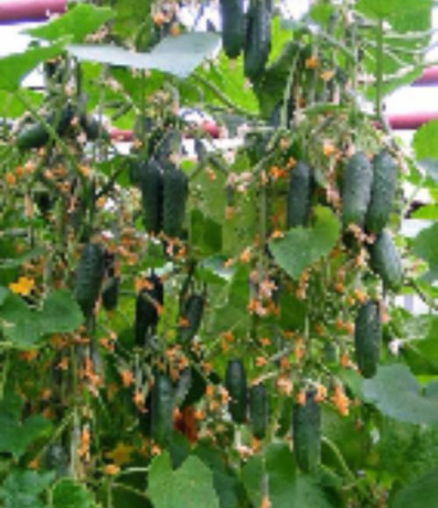 Огурец Городской огурчик F1 (поиск) 5шт