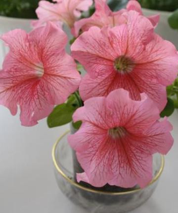 Петуния Русский размер лососевая F1 (нк) 15шт