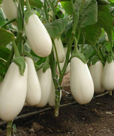 Баклажан Умка (поиск) 0,1г