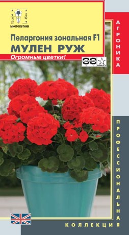 Пеларгония Мулен Руж (п)