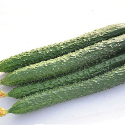 Огурец Китайский Император F1 (поиск) 5шт