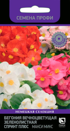 Бегония вечноцветущая зеленолистная Спринт плюс (поиск) 15шт