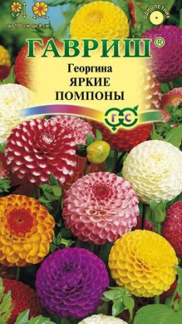 Георгина Яркие помпоны (гавриш) 0,2гр