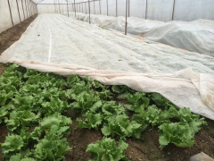 Укрывной материал Агроспан &quot;60  3,20*10