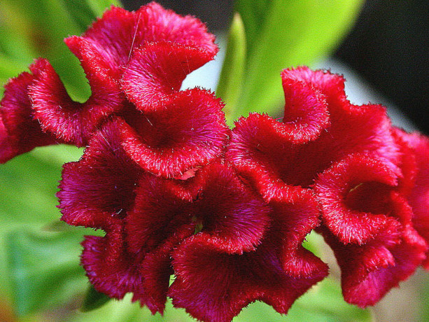 Целозия гребенчатая Тореадор (поиск) 0,1гр