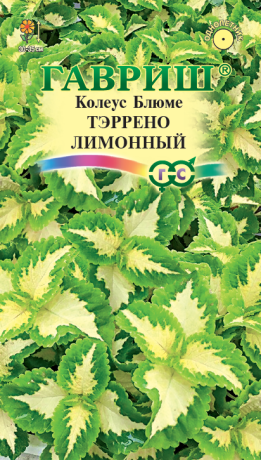 Колеус Тэррено лимонный (гавриш) 4шт