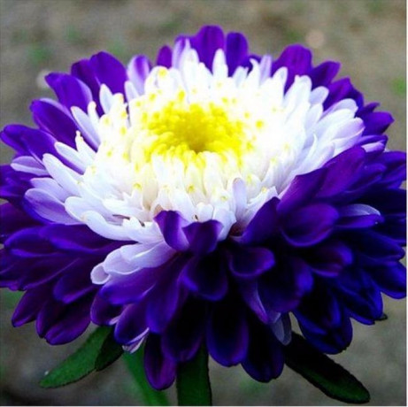 Астра помпонная Превосходный Ракли (поиск) 0,3гр