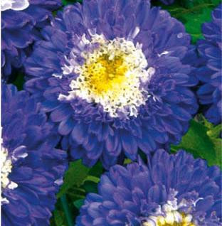 Астра помпонная Превосходный Ракли (поиск) 0,3гр