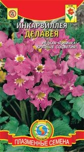 Инкарвиллея Делавея (плазмас) 7шт