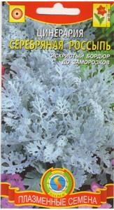 Цинерария Серебряная россыпь (плазмас) 100шт