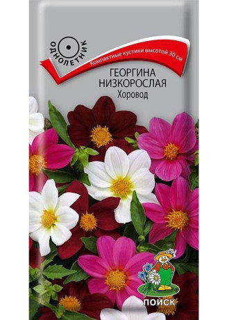 Георгина низкорослая Хоровод (поиск) 10шт