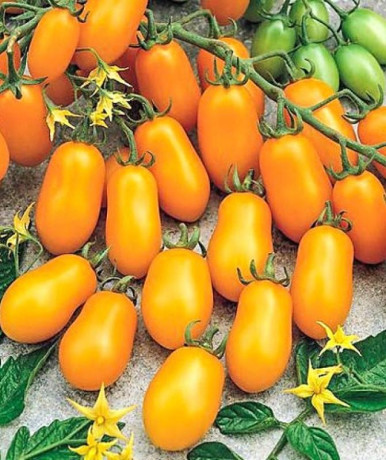 Томат Финик желтый F1 (нк) 15шт