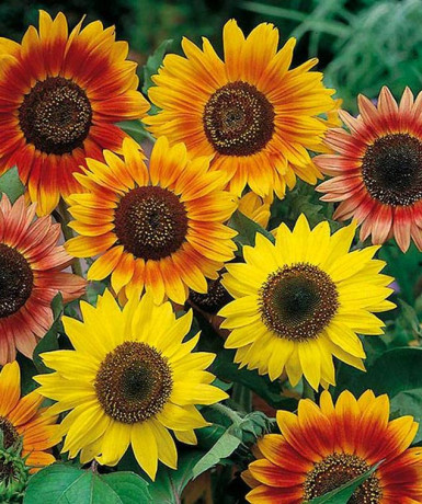 Подсолнечник Луна и Солнце смесь (нк) 0,5гр