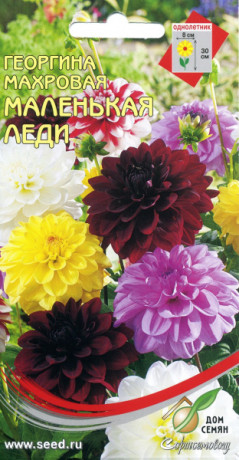 Георгина Маленькая леди (дом семян) 10шт