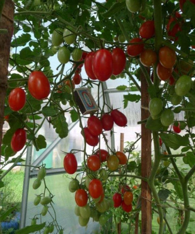 Томат Финик красный F1 (нк)15шт