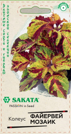 Колеус Файервей мозаик (гавриш) 4 шт