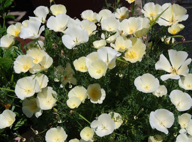 Эшшольция Белый замок (поиск) 0,2гр