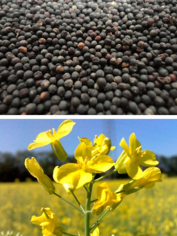 Рапс 0,5кг (фас.)