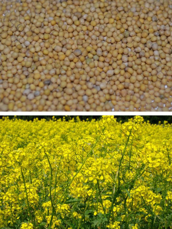 Горчица 0,5кг фасованная