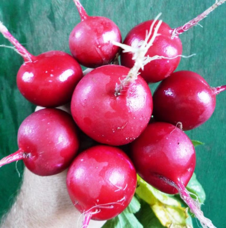 Редис Ранний красный (поиск) 3,0г