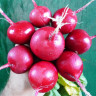 Редис Ранний красный (поиск) 3,0г