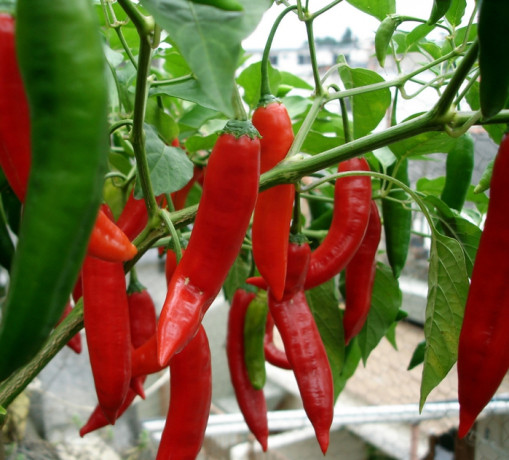 Перец острый Яркая заря (поиск) 0,1гр