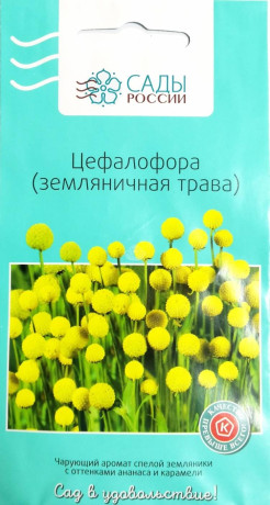 Цефалофора (земляничная трава) (ср) 10шт
