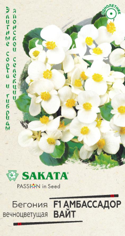 Бегония вечноцветущая Амбассадор Вайт F1 (г) 4шт