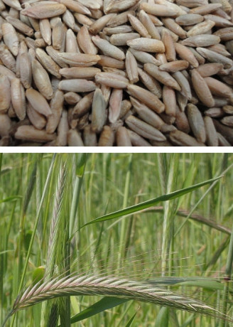 Рожь 1кг (фас.)