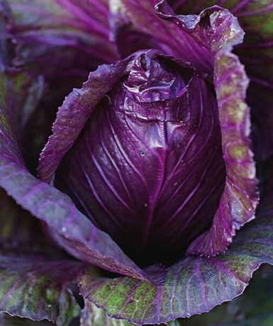 Капуста к/к Красное сердце (поиск) 0,1гр