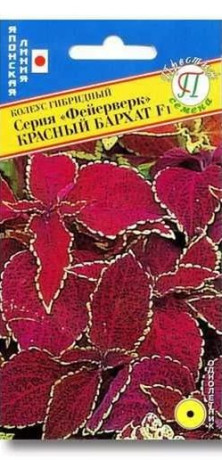 Колеус серия фейерверк Красный бархат F1 (престиж) 10 шт