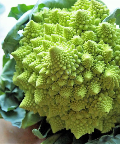 Капуста цветная Зеленая гроздь (поиск) 0,1гр