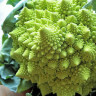 Капуста цветная Зеленая гроздь (поиск) 0,1гр