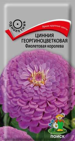 Цинния георгиноцветковая Фиолетовая королева (поиск) 0,4гр