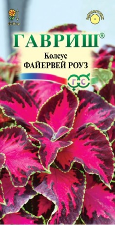 Колеус Файервей роуз (г) 4шт