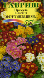 Примула Эрфуртские великаны (гавриш) 20 шт