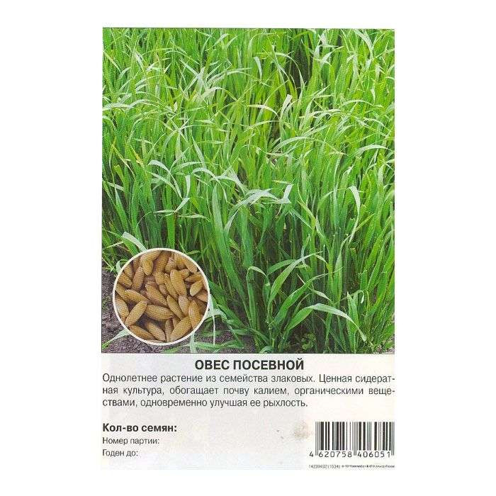 Овес,гречиха сидераты. Ростки овса. Как сажать пшеницу. Овес сажать. Рожь озимая сидерат.